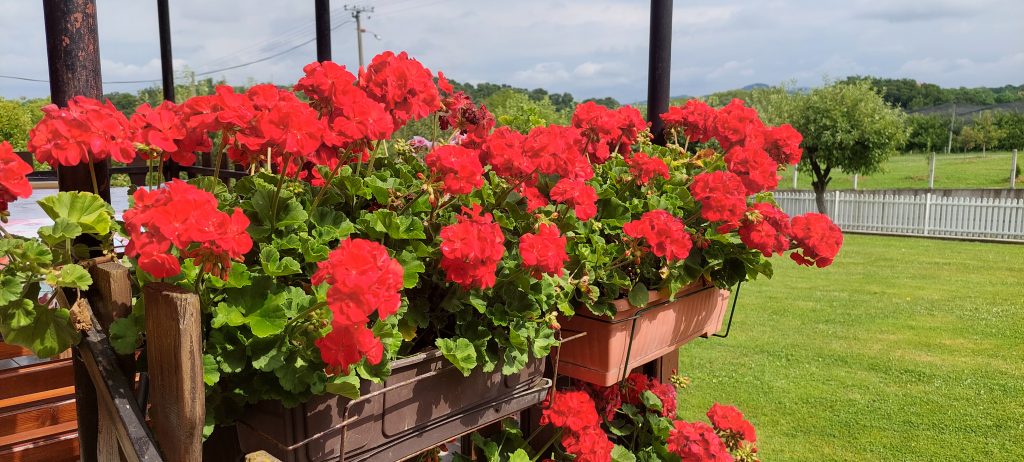 Da muškatle polude od cvetanja: Tajna za bujno cveće u saksiji