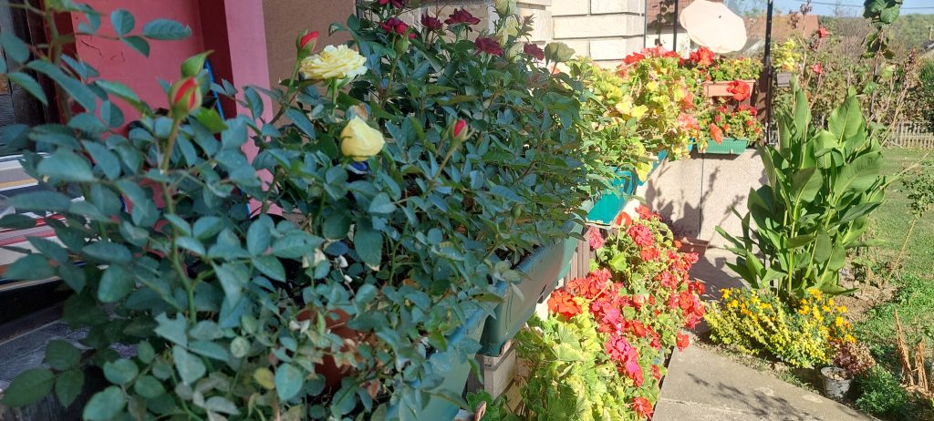 Kako pripremiti cveće za hladne dane: Saveti za očuvanje lepote u zimskim mesecima